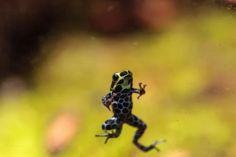 Iridescent variable poison dart frog Ranitomeya variabilis Fotos de archivo