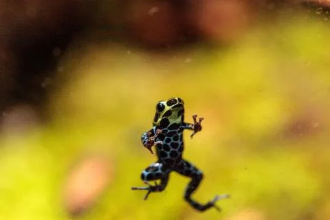 Iridescent variable poison dart frog Ranitomeya variabilis Fotos de archivo