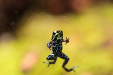 Iridescent variable poison dart frog Ranitomeya variabilis Stock-Fotos