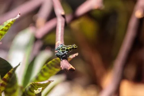 Iridescent variable poison dart frog Ranitomeya variabilis Stock Photos