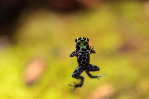 Iridescent variable poison dart frog Ranitomeya variabilis Fotos de archivo