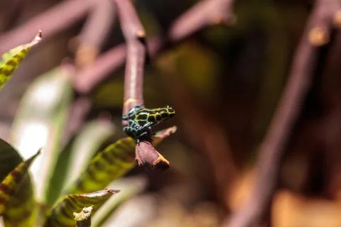 Iridescent variable poison dart frog Ranitomeya variabilis Fotos de archivo