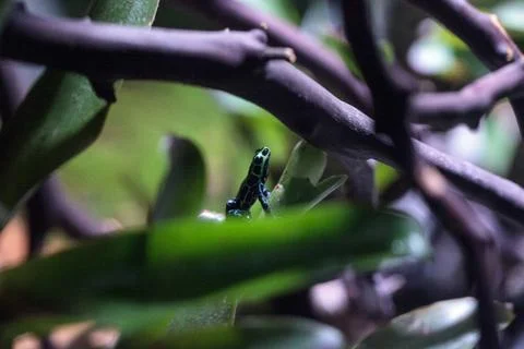 Iridescent variable poison dart frog Ranitomeya variabilis Stock Photos