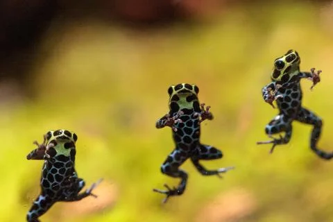 Iridescent variable poison dart frog Ranitomeya variabilis Stock-Fotos