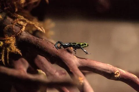 Iridescent variable poison dart frog Ranitomeya variabilis 스톡 사진