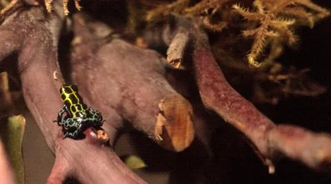 Iridescent variable poison dart frog Ranitomeya variabilis Fotos de archivo
