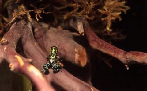 Iridescent variable poison dart frog Ranitomeya variabilis 스톡 사진