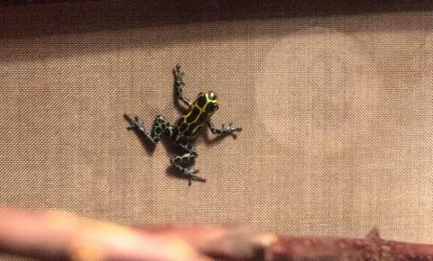 Iridescent variable poison dart frog Ranitomeya variabilis 스톡 사진