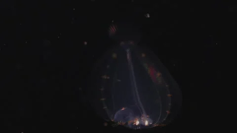 Iridiscent Flatfish Larva Bottom View in Night Dive Stock Footage 334588732