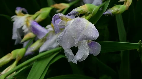Iris after rain Stock Footage 110839978