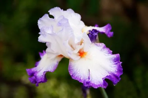 Iris after a rain Stock Photos