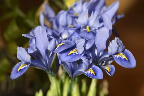 Iris Alida Stock Photos