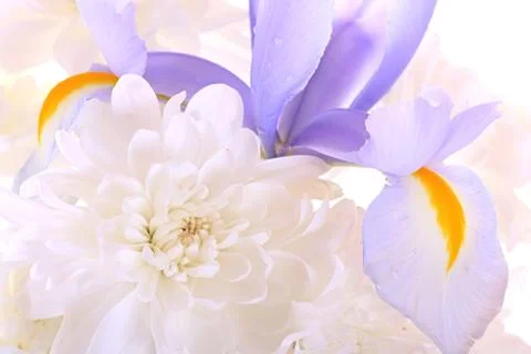 Iris and chrysanthemum Stock Photos