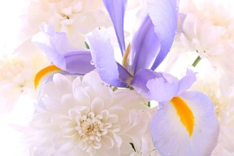 Iris and chrysanthemum Stock Photos