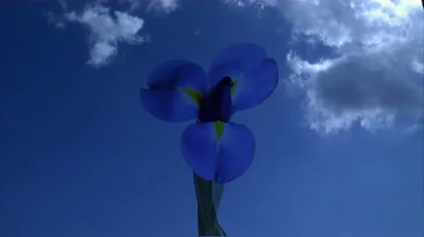 Iris and clouds time lapse Stock Footage 23051395