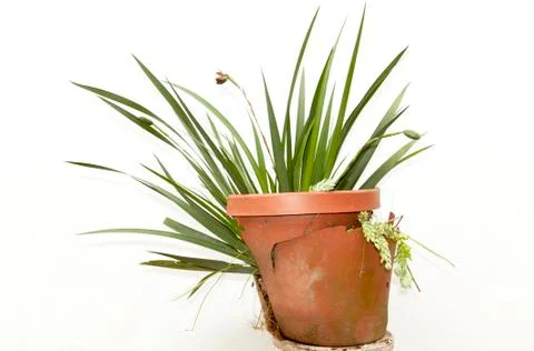 Iris and lambs tail plants in broken pot Stock Photos