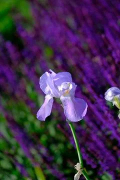 Iris and lavender Stock Photos