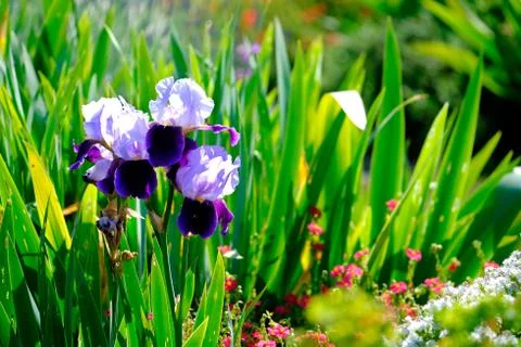 Iris and lavender Stock Photos
