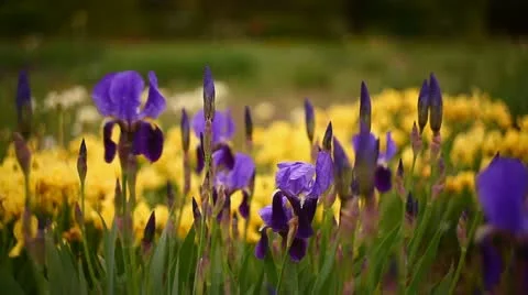 Iris and Tulips Stock Footage 11053359