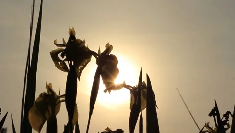 Iris backilght silhouette 01 Stock Footage 5162673
