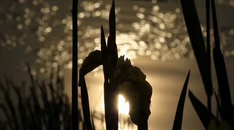 Iris backilght silhouette 03 Stock Footage 5134962
