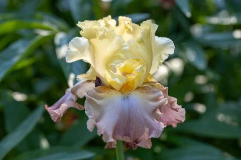 Iris barbata High Chaparral close up Stock Photos