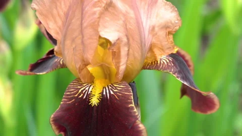 Iris bearded brown petals Stock Footage 139329883