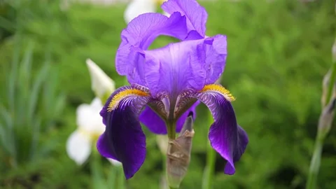 Iris Bearded Garden Flower On The Background. Video stock 155587712