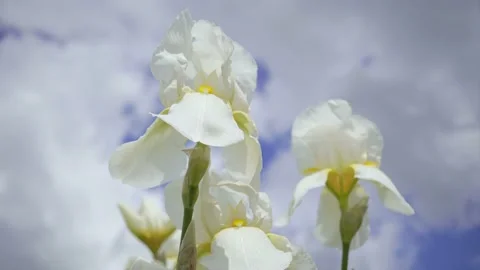 Iris Bearded Garden Flower On The Background. Stock Footage 155587767