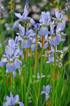 Iris beauties Stock Photos