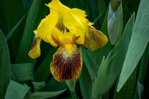 Iris in Bloom Stock Photos