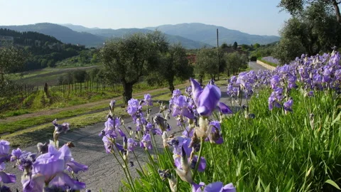 Iris in bloom swaying in the wind in the Chianti region of Tuscany Stock Footage 231032451
