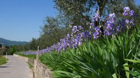 Iris in bloom swaying in the wind in the Chianti region of Tuscany Stock Footage 308161150