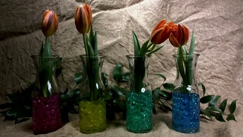 Iris  Blooming Stock Footage 81271446