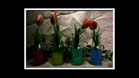 Iris  Blooming Stock Footage 81271587