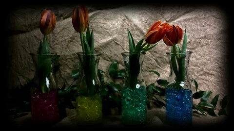 Iris  Blooming Stock Footage 81277725