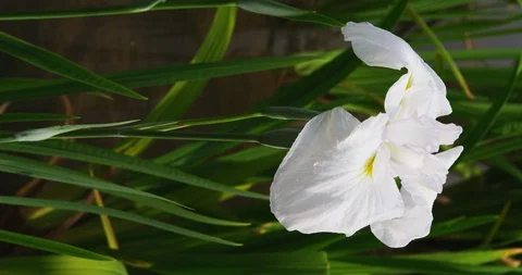 Iris blooming 스톡 동영상 116758382
