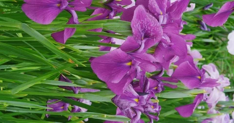 Iris blooming Video stock 116759281