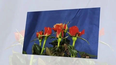 Iris  Blooming Видео 330304939