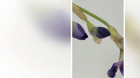 Iris  Blooming Видео 330447259