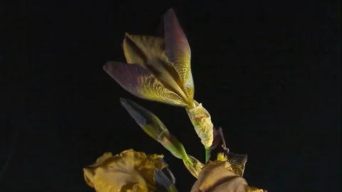 Iris  Blooming Видео 330474544