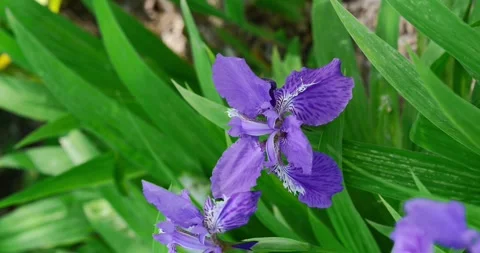 Iris blooming in the park Stock Footage 242999676