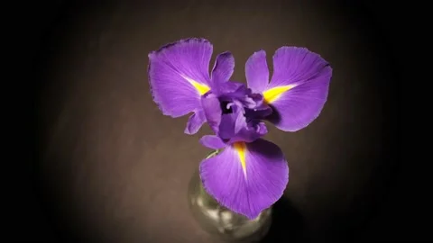 Iris blooming timelapse Stock Footage 140823066