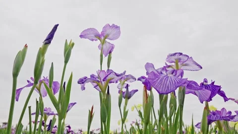 Iris Blooms From Closed Bud to Full Flower in One Frame Stock Footage 342002406