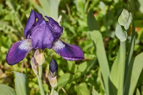 Iris blooms in the garden. Close-up. Stock Photos