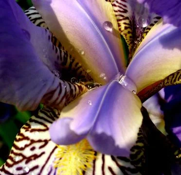 Iris blossom 3 Stock Photos