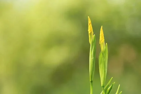 Iris blossoms Stock Photos