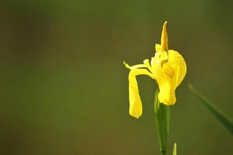 Iris blossoms Stock Photos