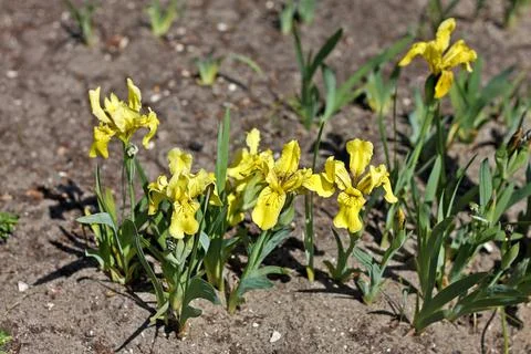 Iris bloudowii Stock Photos
