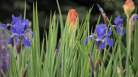 Iris blowing in the wind Stock Footage 113553130